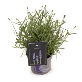 Daugiametė gėlė, levanda "Hidcote", vazonėlio skersmuo 12 cm.