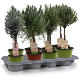 Prieskoninis augalas ant stiebo, vazonėlio skersmuo 14 cm.