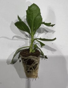 Vienmetės gėlės daigelis, kaulasėklis "Dalina Compact Rose White" FLORENSIS