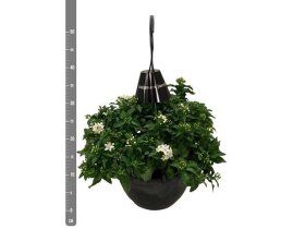 Dekoratyvinis krūmas, jazminas žvaigždinis, pakabinamame vazonėlyje, vazonėlio skersmuo 25 cm.