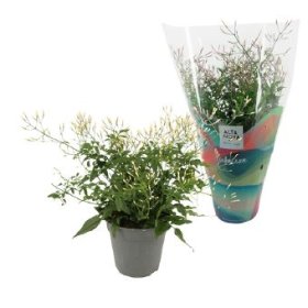 Kambarinis augalas, jazminas, vazonėlio skersmuo 12 cm.