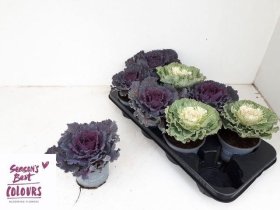 Vienmetė gėlė, dekoratyvinis kopūstas, vazonėlio skersmuo 12 cm.