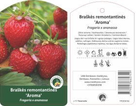 Braškės sodinukas "Aroma", vazonėlis 3 l.
