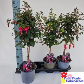 Vienmetė gėlė, fuksija, įvairios, vazonėlio skersmuo 19 cm.