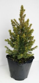 Spygliuotis, eglė baltoji "Rainbows End", vazonėlio skersmuo 23 cm.