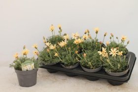 Vienmetė gėlė, rodantemas (rodanthemum), vazonėlio skersmuo 13 cm.