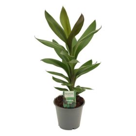 Žolinis augalas, kordilina "Glauca", vazonėlio skersmuo 12 cm.
