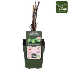 Vaiskrūmis, aktinidija "Kiwiberry", vazonėlio skersmuo 13 cm.