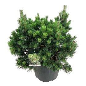 Spygliuotis, pušis kalninė "Gnom", aukštis 80-100 cm., vazonas 45 l.