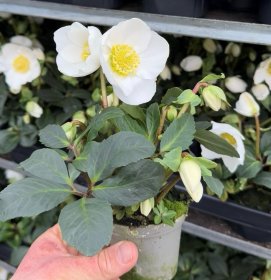 Daugiametė gėlė, eleboras "Winter Gold", vazonėlio skersmuo 14 cm.