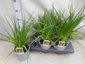 Daugiametė gėlė, knipofija "Alcazar", vazonėlio skersmuo 15 cm.