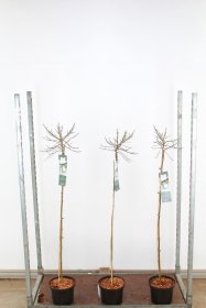 Dekoratyvinis medis, beržas "Magical Globe", vazonėlio skersmuo 23 cm.