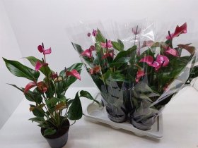 Kambarinis augalas, anturis "Cirano", vazonėlio skersmuo 17 cm.