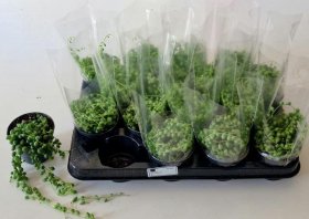 Kambarinis augalas, žilė "Rowlwyanus", vazonėlio skersmuo 8 cm.