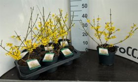 Dekoratyvinis krūmas, forsitija, vazonėlio skersmuo 17 cm.