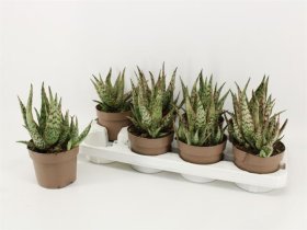 Kambarinis augalas, alavijas (Aloe Vera) raibasis, vazonėlio skersmuo 12 cm.