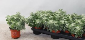 Vienmetė gėlė, šlamutis smulkialapis, vazonėlio skersmuo 10 cm.