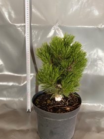 Spygliuotis, baltažievė pušis "Smidtii", vazonėlio skersmuo 23 cm.