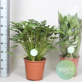 Kambarinis augalas, filodendras "Xanadu", vazonėlio skersmuo 17 cm.