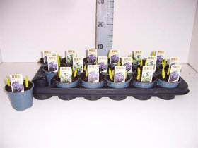 Daugiametė gėlė, scylė, vazonėlio skersmuo 9 cm.