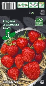 Braškių daigai (frigo) Elianny A, 3 vnt. pakuotėje