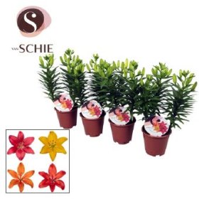 Daugiametė gėlė, lelija, vazonėlio skersmuo 13 cm.