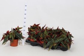 Kambarinis augalas, begonija (lapinė) "Wightii", vazonėlio skersmuo 12 cm.