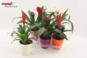 Kambarinis augalas, bromelija, vazonėlio skersmuo 13 cm.