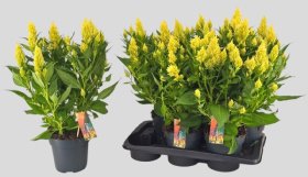 Kambarinis augalas, celiozija "Fire Lime", vazonėlio skersmuo 17 cm.