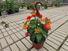 Vienmetė gėlė, lantana, vazonėlio skersmuo 15 cm.