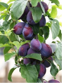 Vaismedis, slyva koloninė "Fruca"