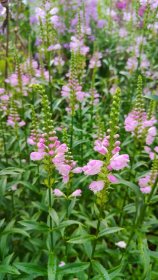 Daugiametė gėlė, pūstatauris, vazonas 2 l