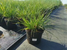 Žolinis augalas, soruolė, vazonėlio skersmuo 19 cm.