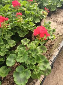 Vienmetė gėlė, pelargonija (krūminė), vazonėlio skersmuo 12 cm.