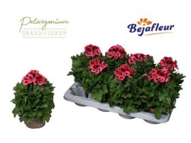 Vienmetė gėlė, pelargonija "Elegance Kate", vazonėlio skersmuo 12 cm.