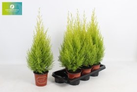 Kambarinis augalas, puskiparisis "Wilma", vazonėlio skersmuo 14 cm.