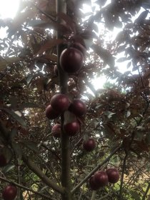 Vaismedis, slyva "Spidola"