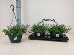 Vienmetė gėlė, katilėlis, pakabinamame vazonėlyje, vazonėlio skersmuo 21 cm.