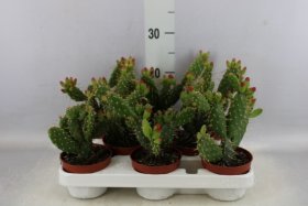 Kambarinis augalas, kaktusas "Opuntia", vazonėlio skersmuo 10 cm.