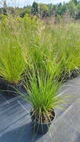 Žolinis augalas, drėbūnas, vazonas 2 l