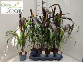 Žolinis augalas, soruolė "Purple Baron", vazonėlio skersmuo 14 cm.