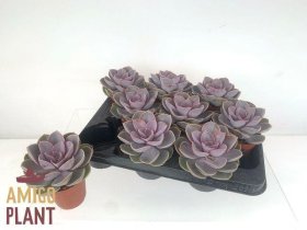 Kambarinis augalas, kalvorė (eševerija) "Perke Von Nurn", vazonėlio skersmuo 9 cm.