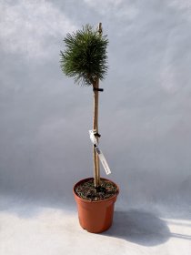 Spygliuotis, pušis kalninė "Allgau", aukštis 40-50 cm., vazonas 3 l.