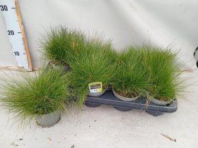 Žolinis augalas, eraičinas ametistinis , vazonėlio skersmuo 12 cm.