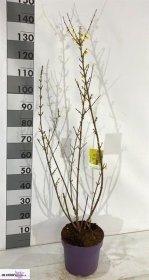 Dekoratyvinis krūmas, forzitija, vazono skersmuo 26 cm.