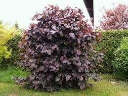 Vaismedis, lazdynas paprastasis, vazonas 3 l., aukštis 1,5-1,75 m.