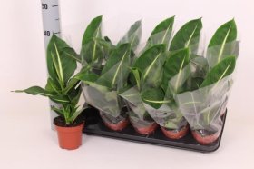 Kambarinis augalas, difenbachija "Green magic", vazonėlio skersmuo 12 cm.