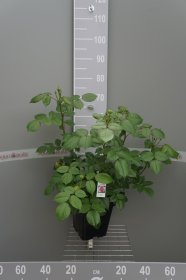 Daugiametė gėlė, rožė, antrametė, vazonas 5 l.