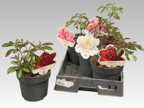 Daugiametė gėlė, bijūnas, įvairūs, vazonėlio skersmuo 19 cm.