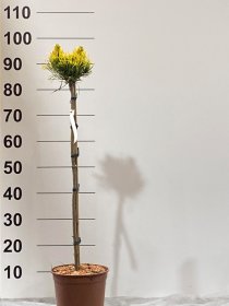 Spygliuotis, pušis "Wintergold", ant stiebo, vazonėlio skersmuo 23 cm.